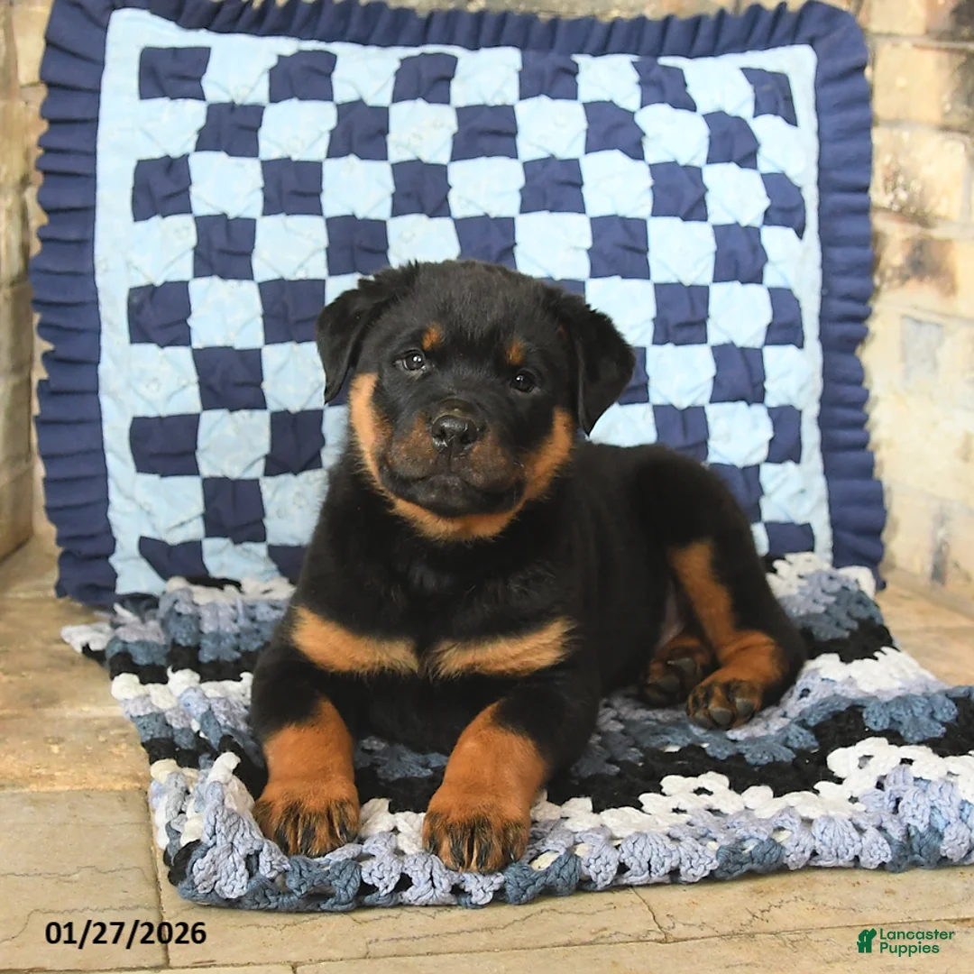 Rottweiler dogs for sale: Rocky - Ad 2