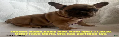 Daisy Mae