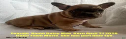 French Bulldog dogs for sale: Daisy Mae - Ad 1