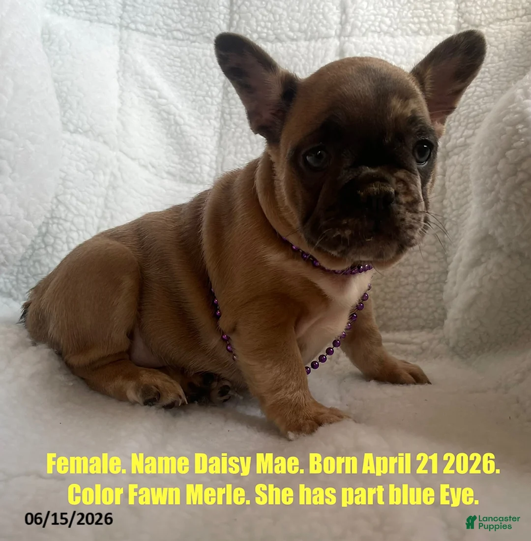 French Bulldog dogs for sale: Daisy Mae - Ad 1