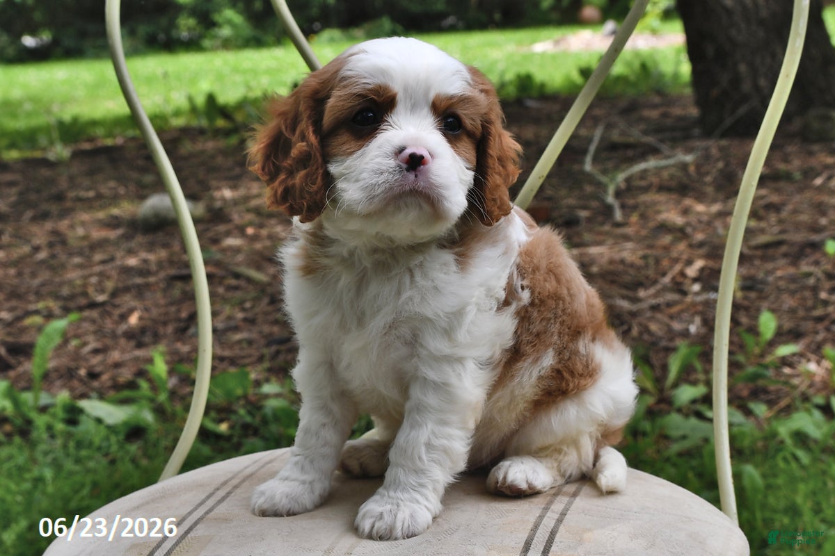 Cavalier King Charles Spaniel dogs Harry - Ad 1