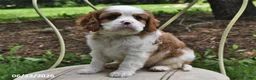 Cavalier King Charles Spaniel dogs for sale: Harry - Ad 1