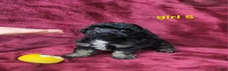 Toy Poodle dogs for sale: AKC Phantom girl 5 - Ad 7