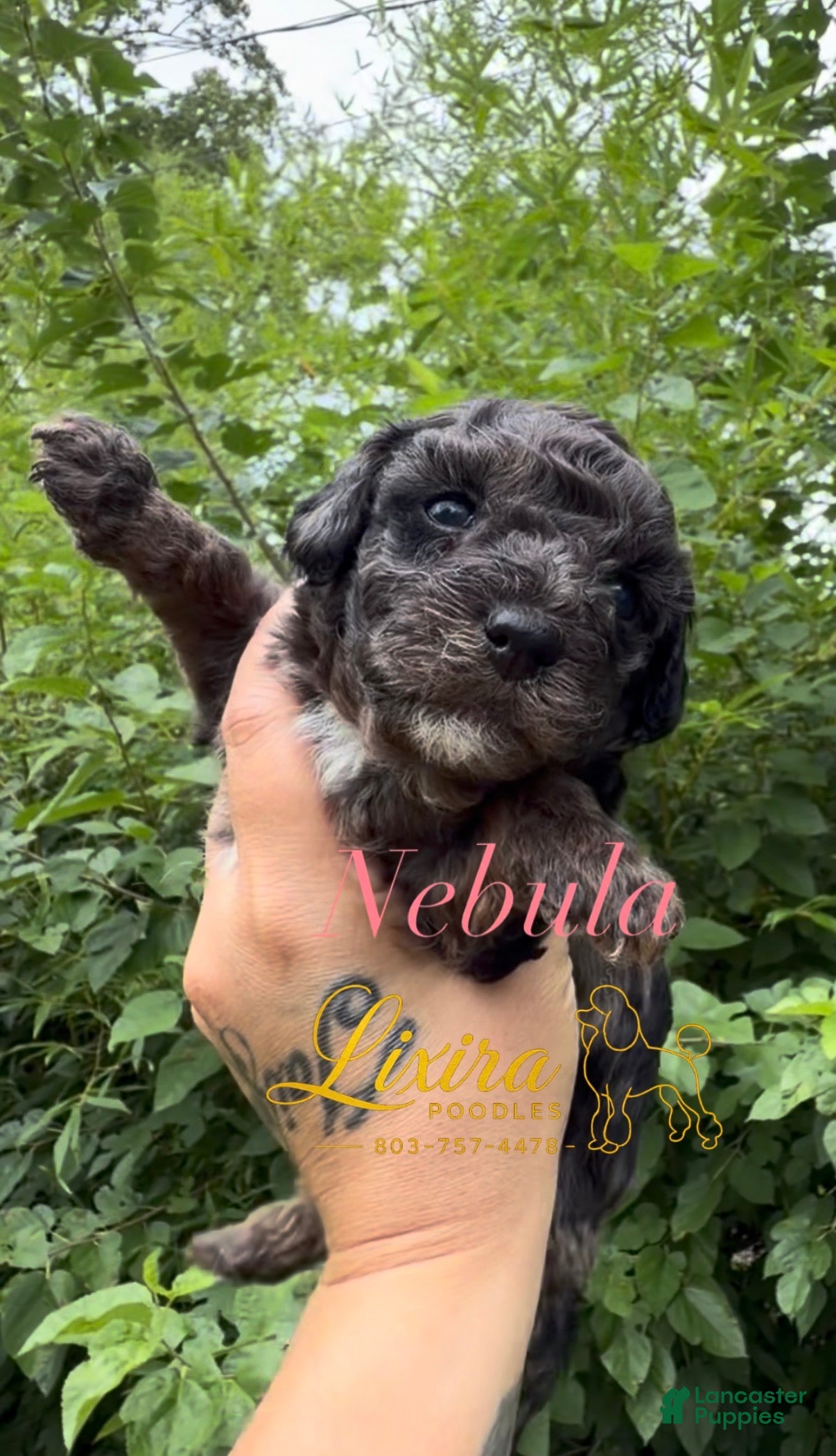 Toy Poodle dogs Nebula - Ad 7