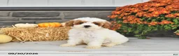 Cavapoo dogs for sale: Bennie - Ad 4