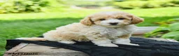 Bichpoo dogs for sale: Henley - Ad 5