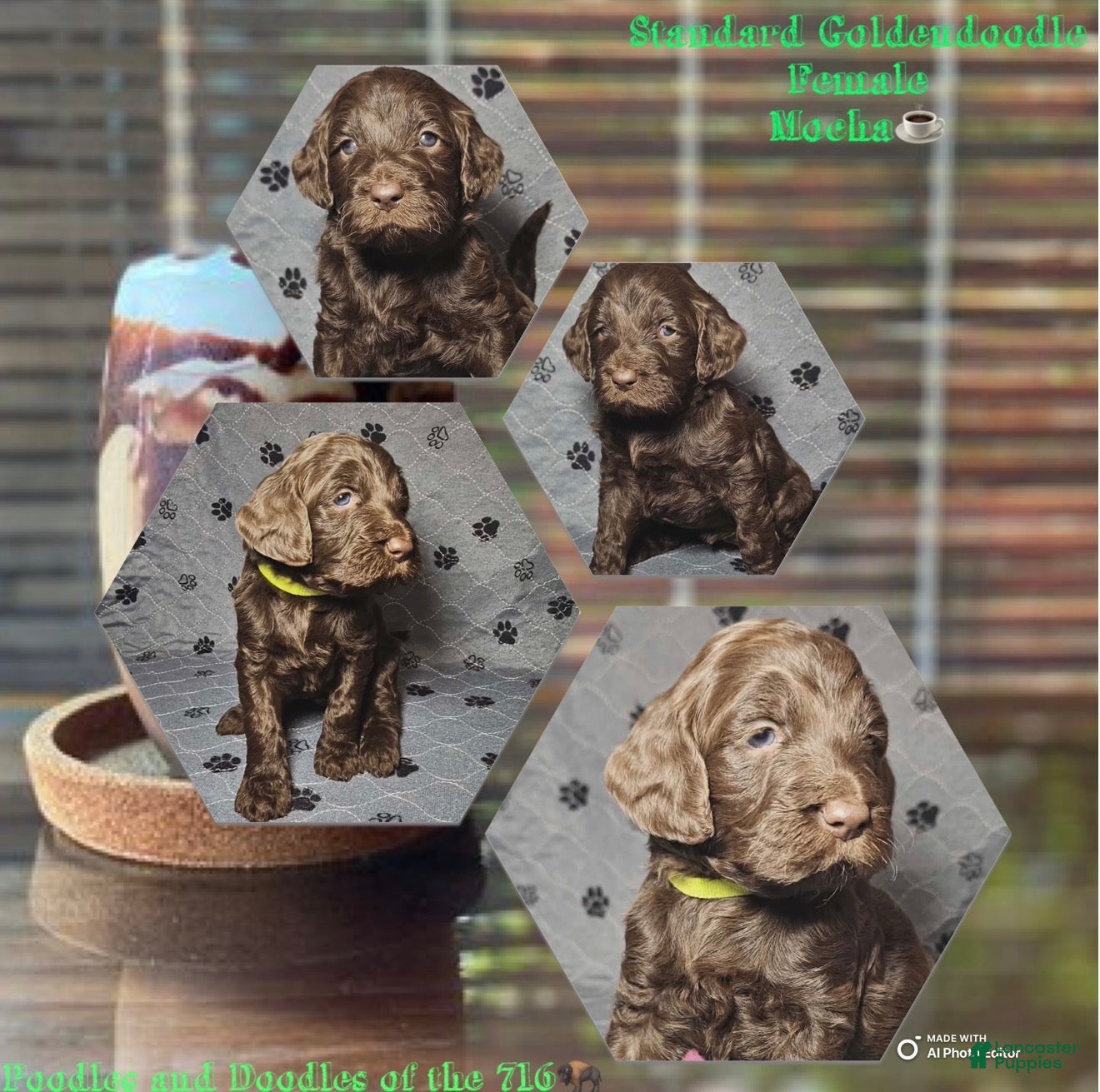 Goldendoodle dogs Mocha - Ad 11