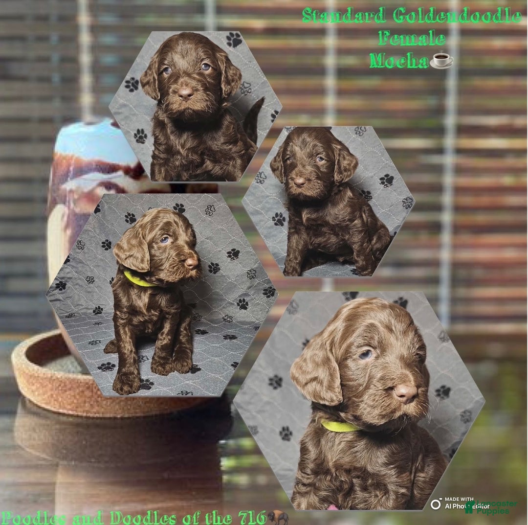 Goldendoodle dogs for sale: Mocha - Ad 1