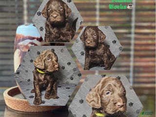 Goldendoodle dogs Mocha - Ad 33
