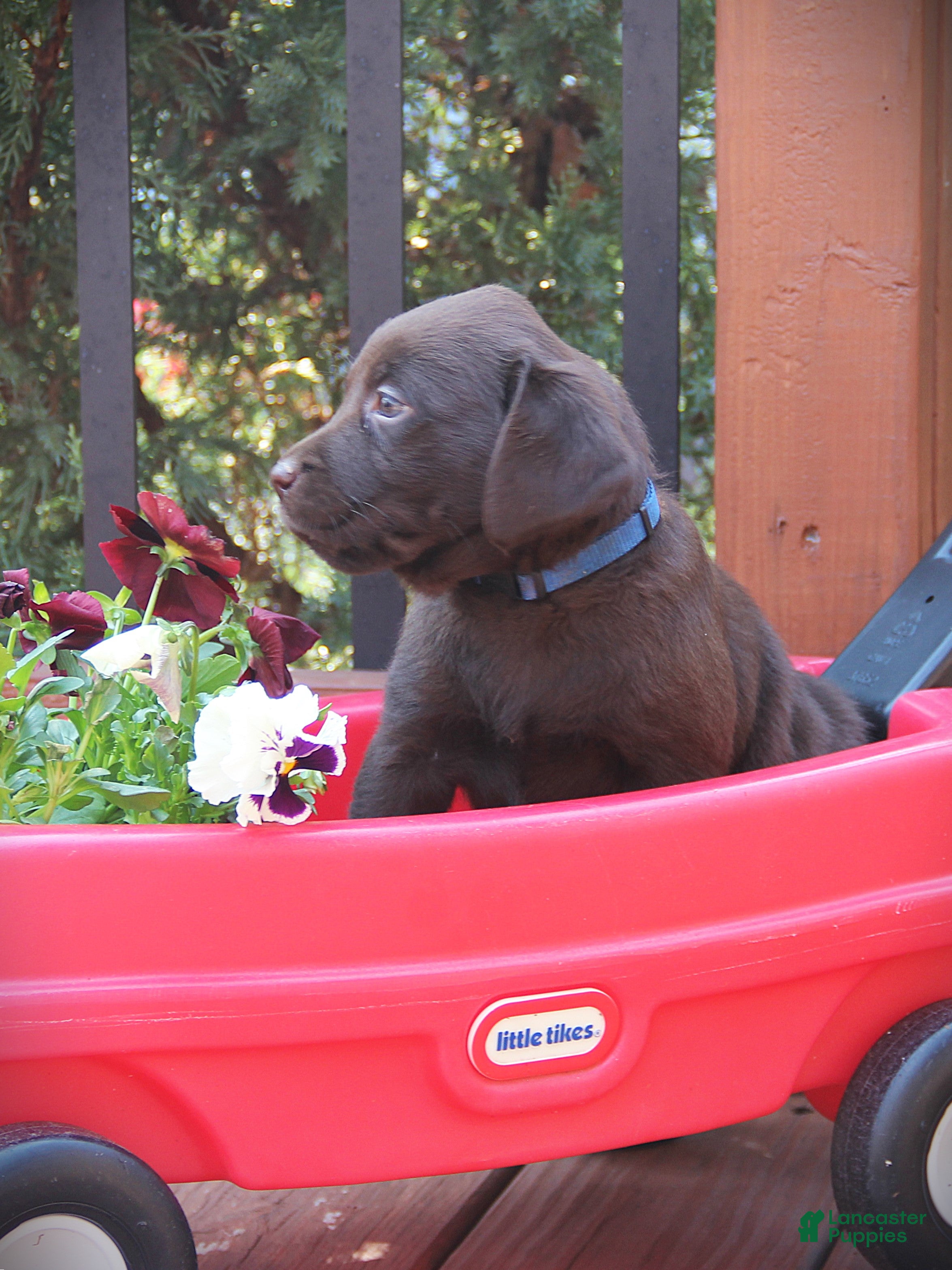 Labrador Retriever dogs Dollie - Ad 2