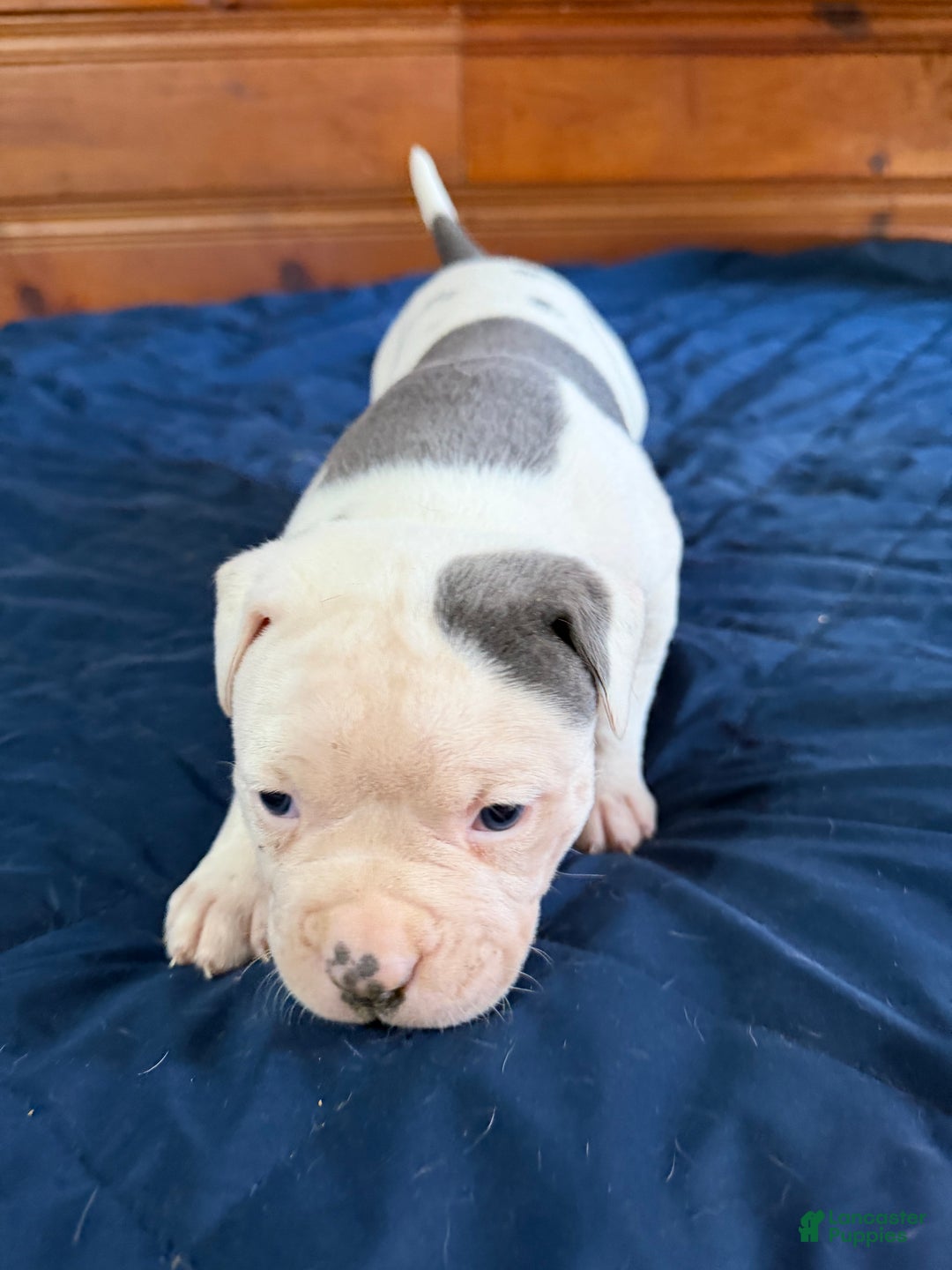 American Bulldog dogs for sale: Purty - Ad 4