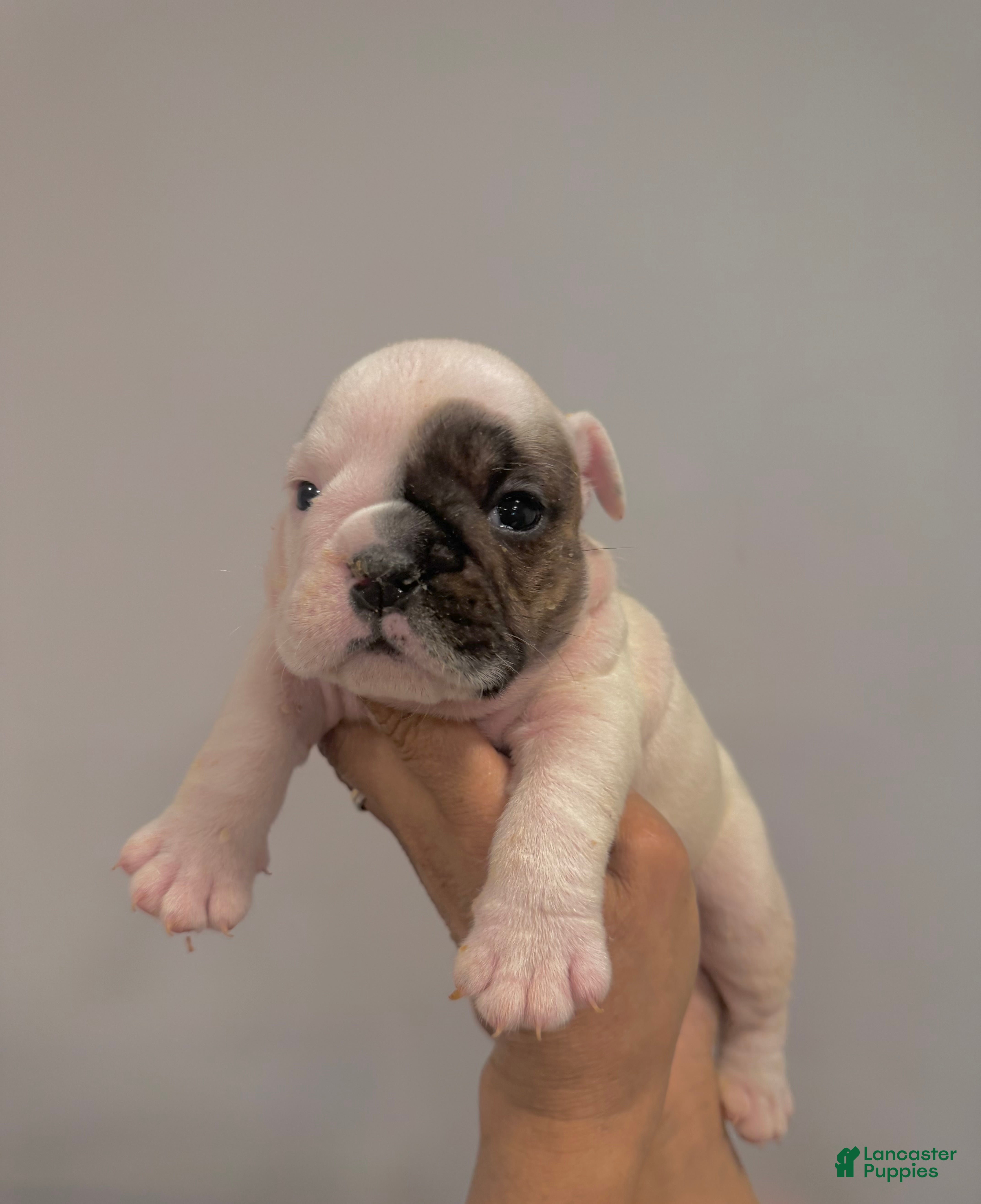 English Bulldog dogs Lola - Ad 9