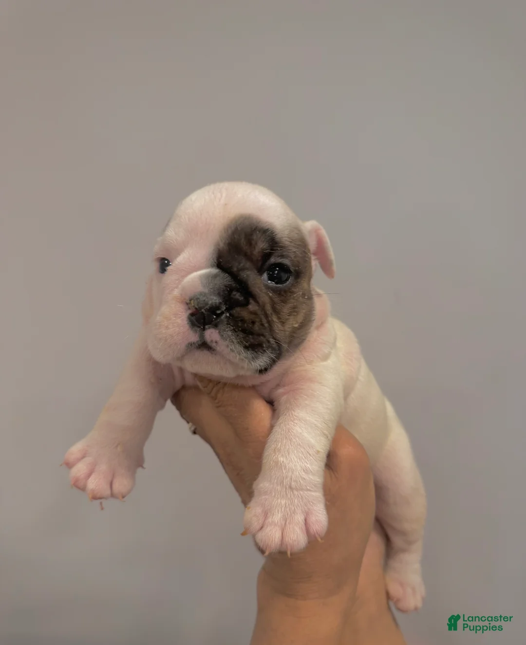 English Bulldog dogs for sale: Lola - Ad 1
