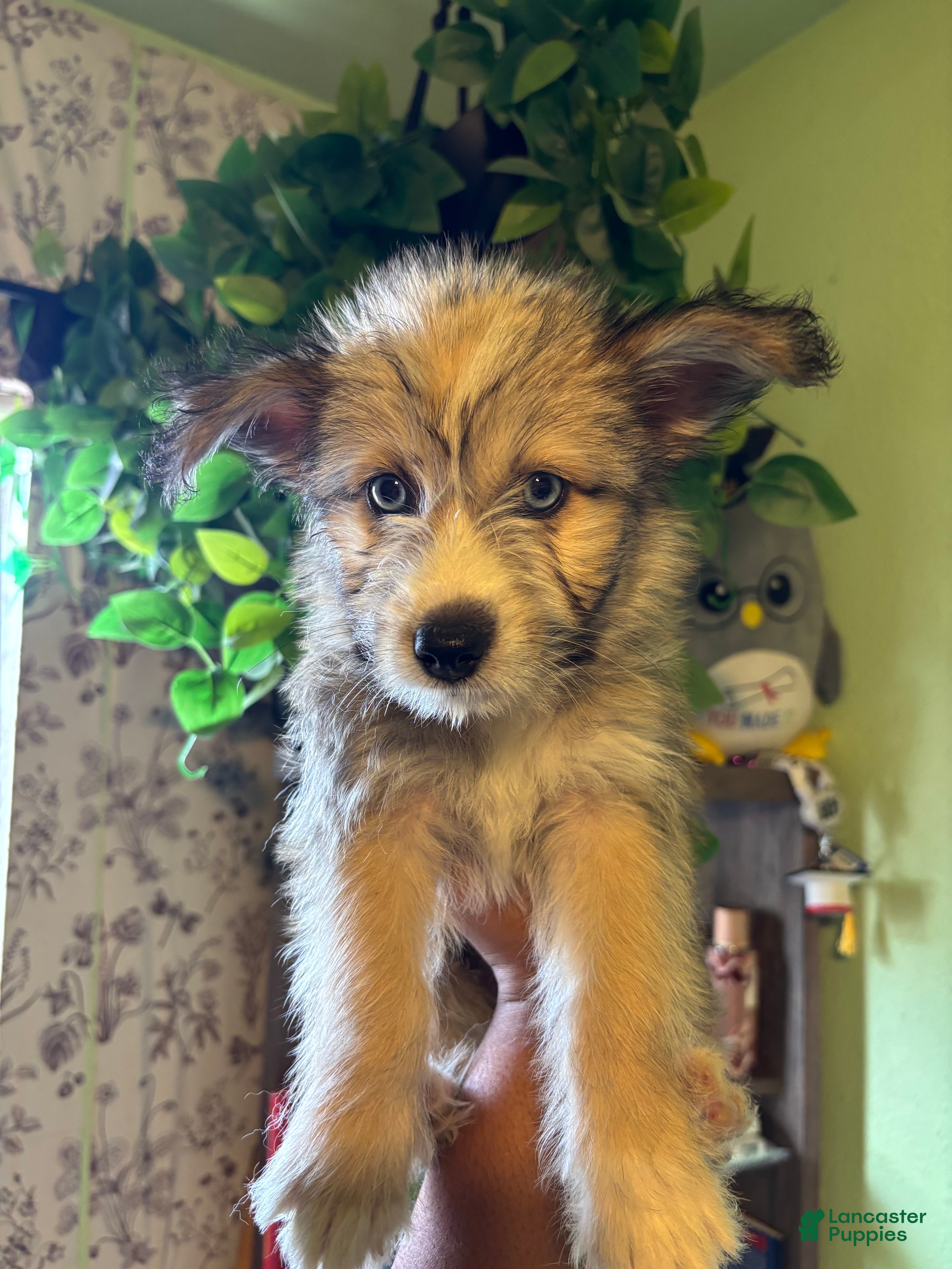 Pomsky dogs Onyx - Ad 1