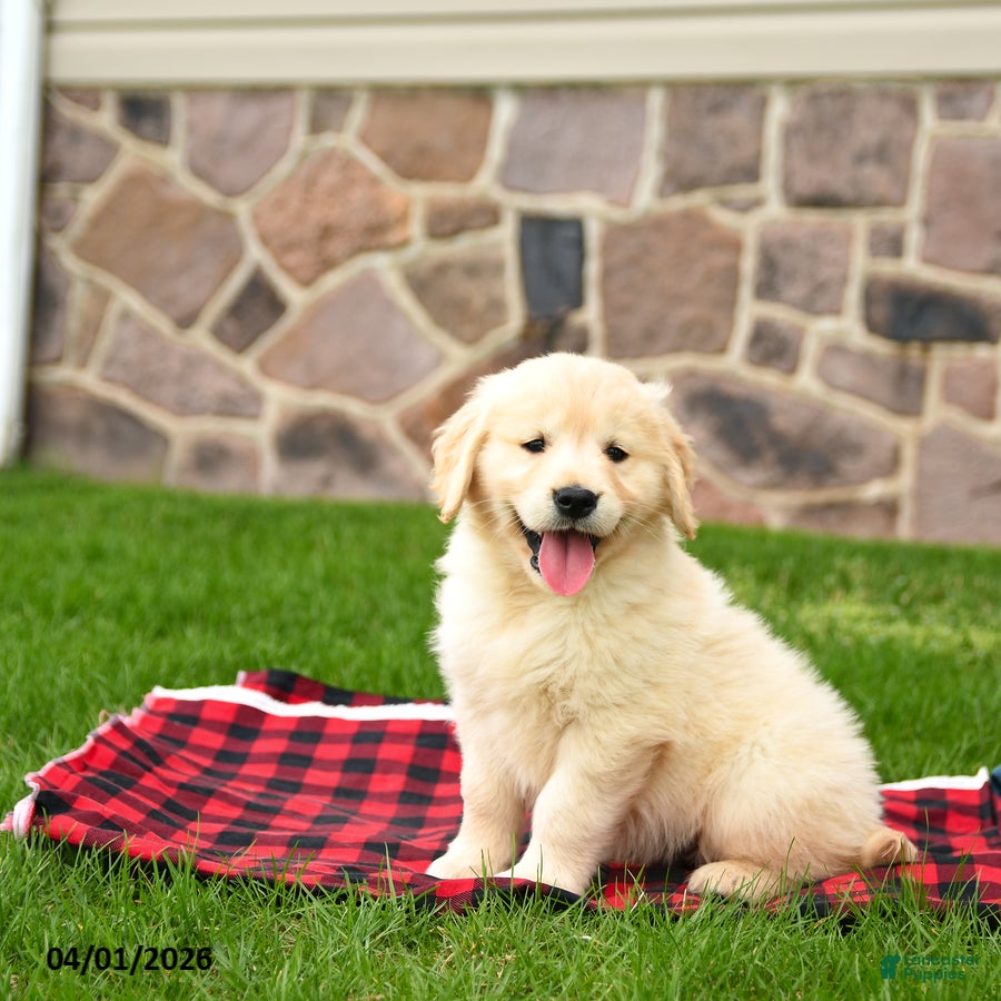 Golden Retriever dogs Ryan - Ad 1