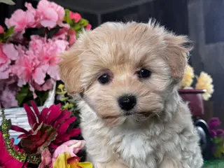 Mixed Breed dogs Lady - Ad 16