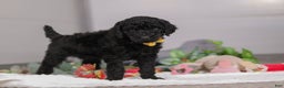 Standard Poodle dogs for sale: Braden - Ad 3