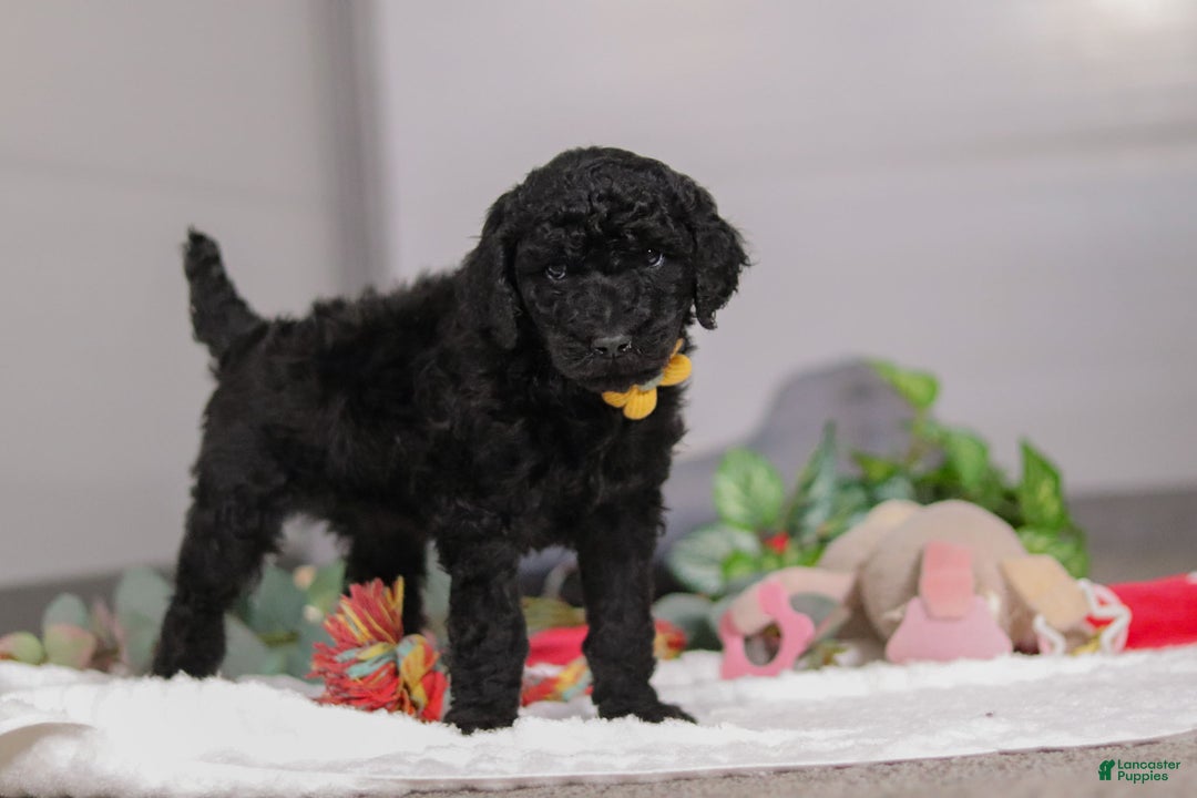 Standard Poodle dogs for sale: Braden - Ad 3