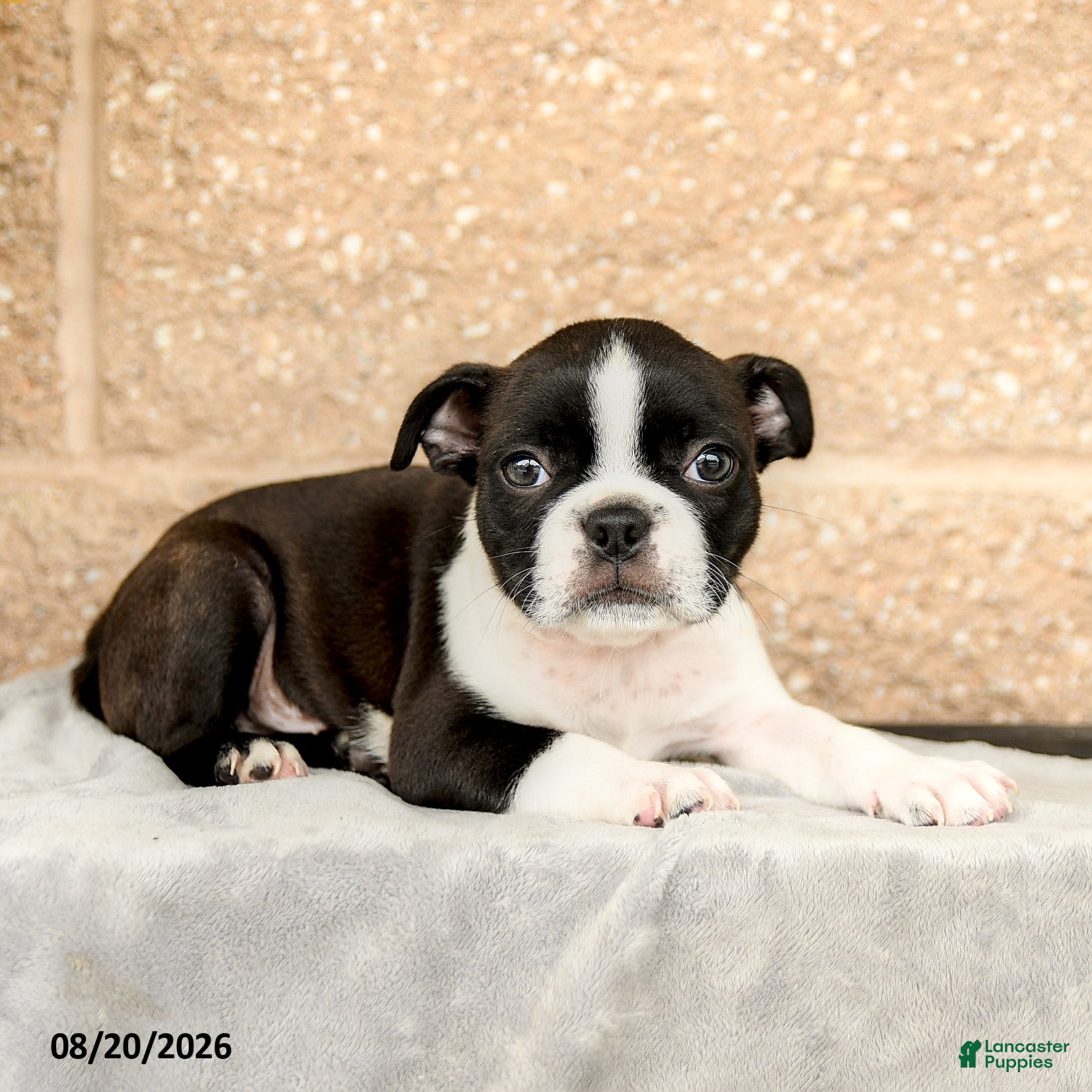 Boston Terrier dogs Mose  - Ad 2