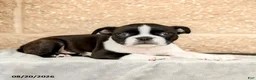 Boston Terrier dogs for sale: Mose  - Ad 2