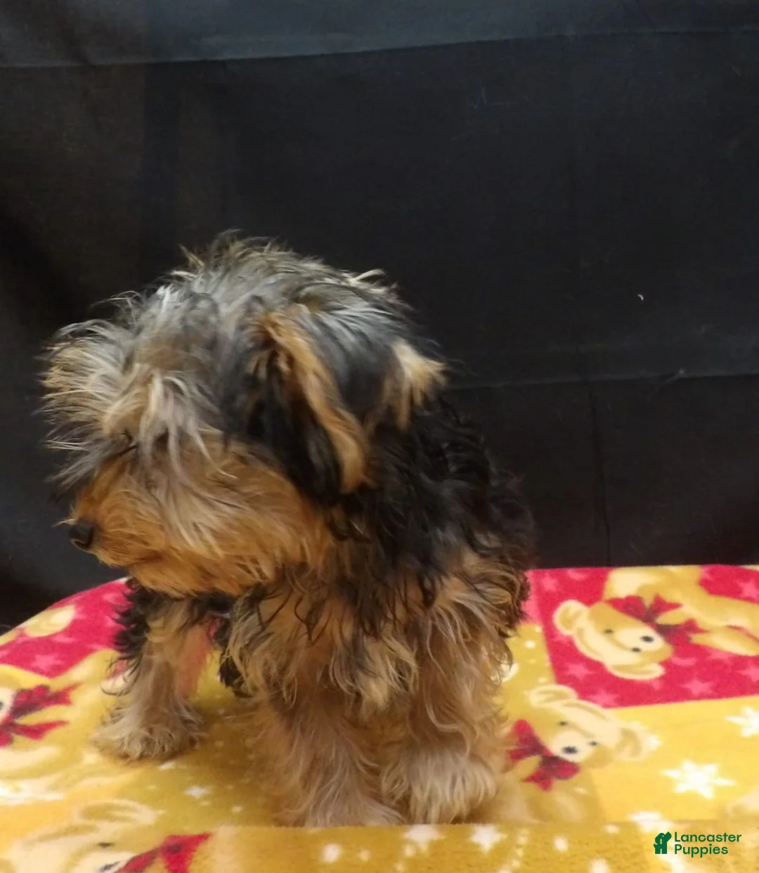 Yorkshire Terrier dogs for sale: Samson - Ad 5