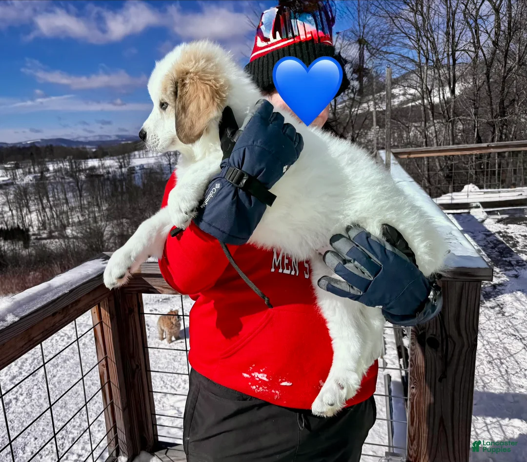 Great Pyrenees dogs for sale: Great Pyrenees Puppy 6 - Ad 1