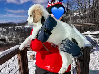 Great Pyrenees dogs Great Pyrenees Puppy 6 - Ad 13