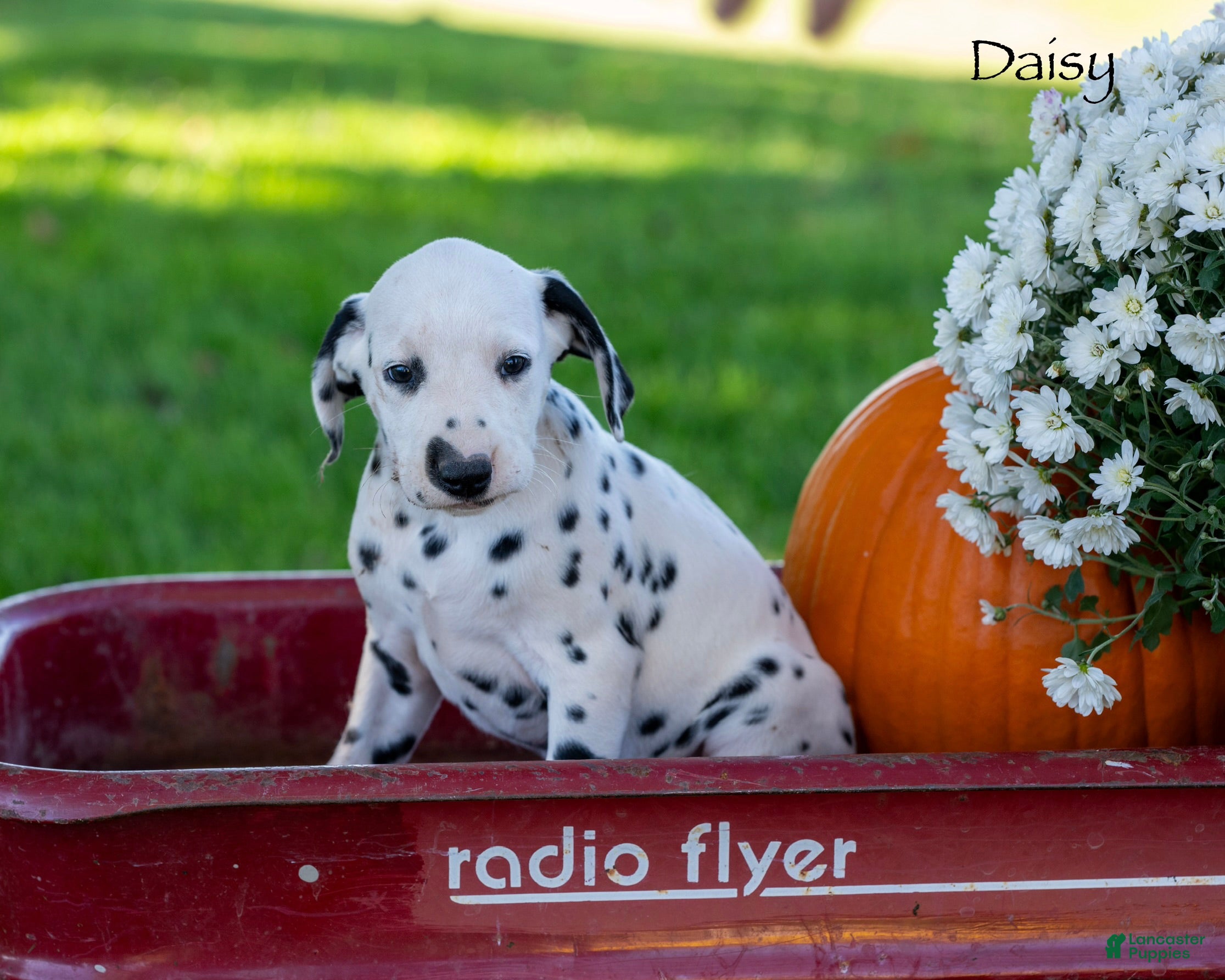 Dalmatian dogs Daisy - Ad 2