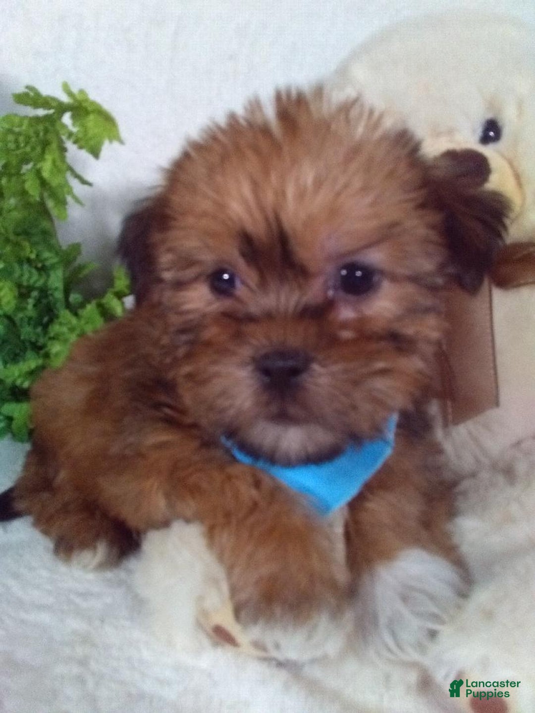 Shorkie dogs for sale: Gunner - Ad 3