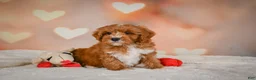 Cavapoo dogs for sale: Claire - Ad 5