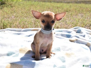 Chihuahua dogs Chihuahua Puppy 2 - Ad 22