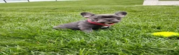 French Bulldog dogs for sale: Fargo  - Ad 7