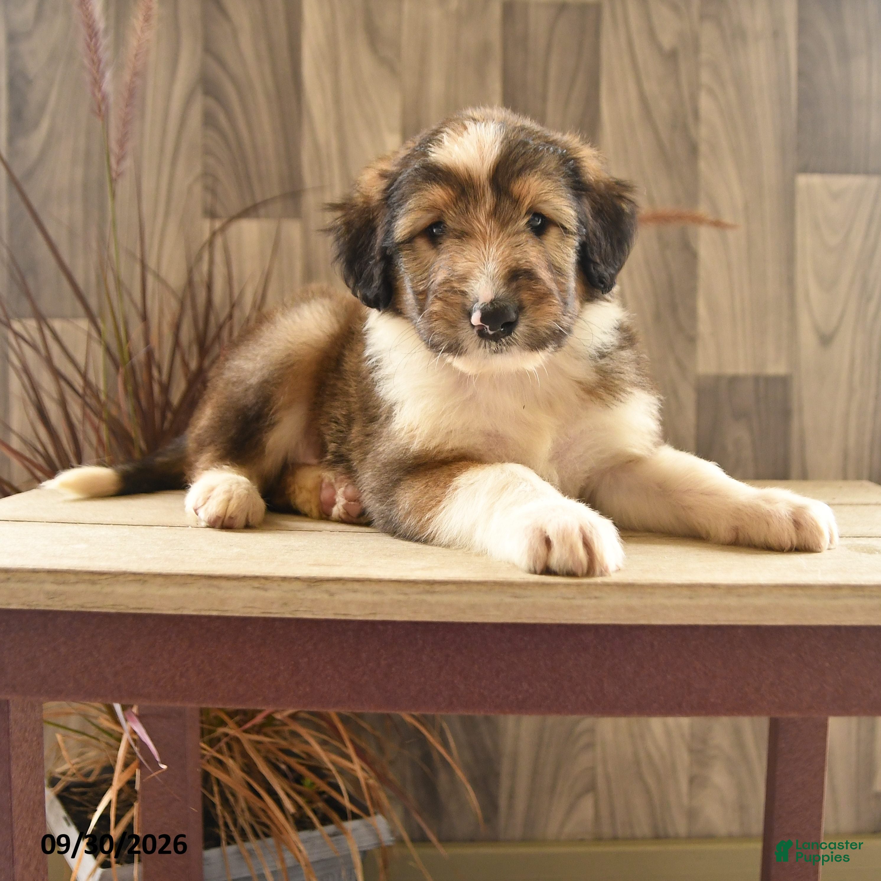 Mixed Breed dogs Tumbling Teddy - Ad 1