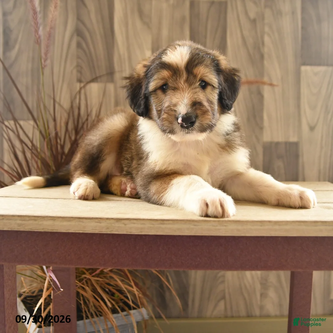 Mixed Breed dogs for sale: Tumbling Teddy - Ad 1