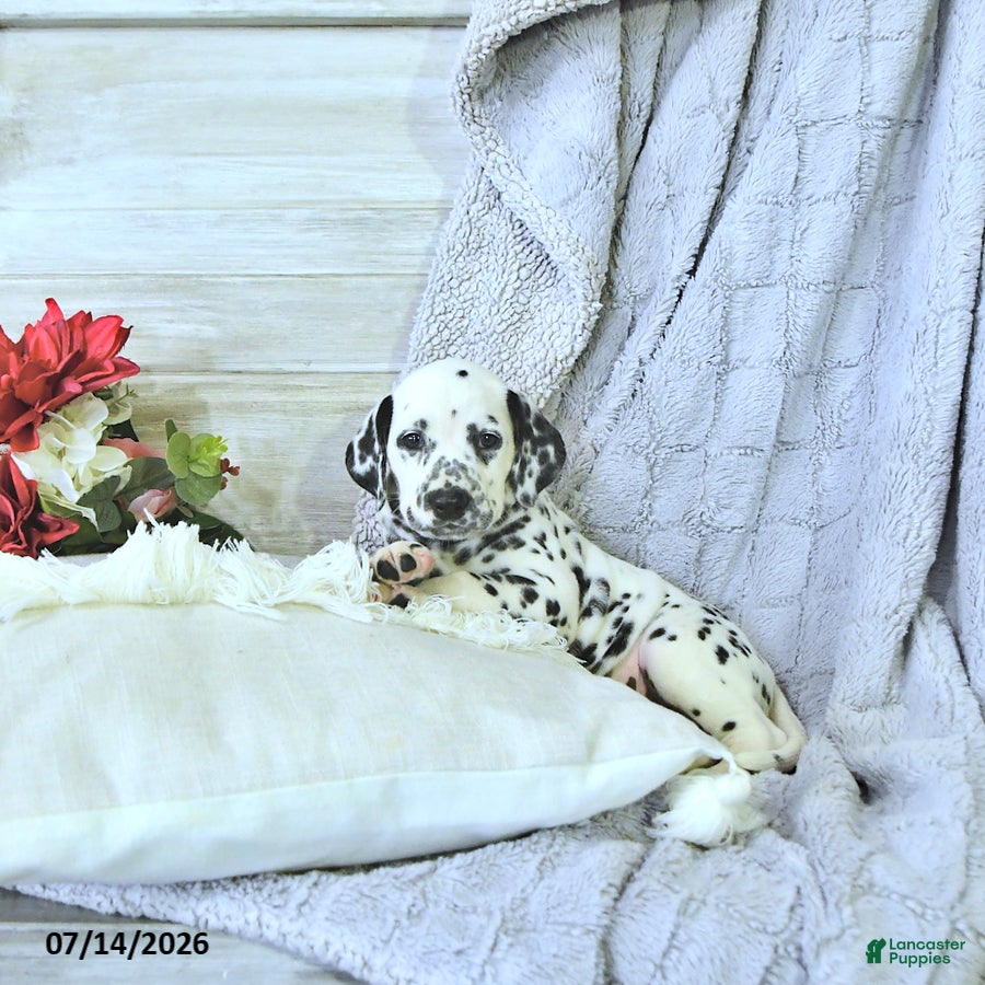 Dalmatian dogs Mimi - Ad 1