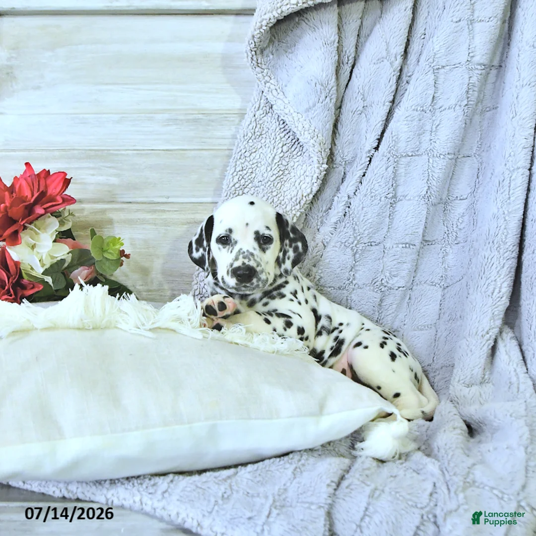 Dalmatian dogs for sale: Mimi - Ad 1