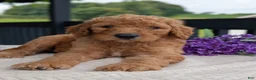 Goldendoodle dogs for sale: Parker - Ad 13