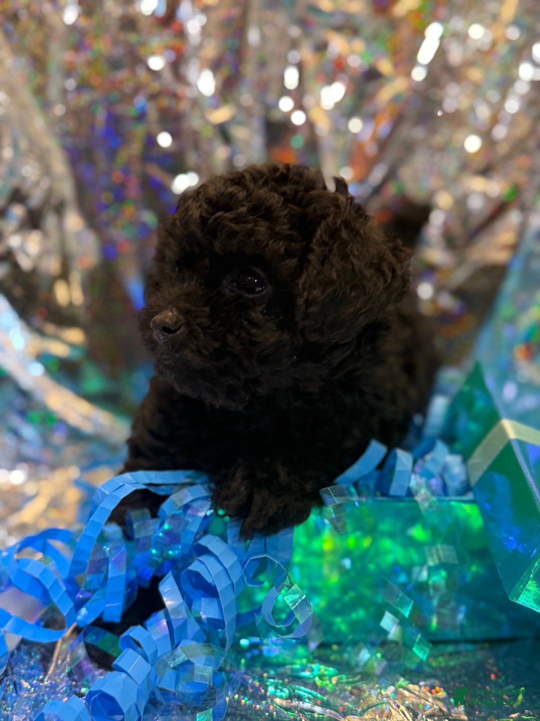 Toy Poodle dogs for sale: Jacob  - Ad 5