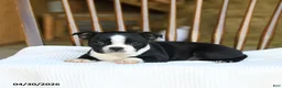Boston Terrier dogs for sale: Eleanor - Ad 4