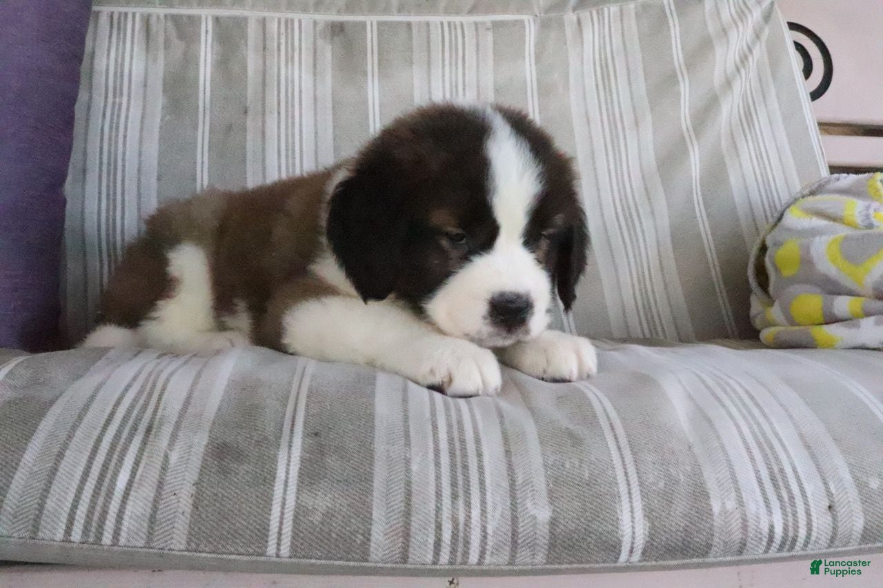 Saint Bernard dogs Marissa - Ad 1