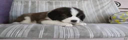 Saint Bernard dogs for sale: Marissa - Ad 1