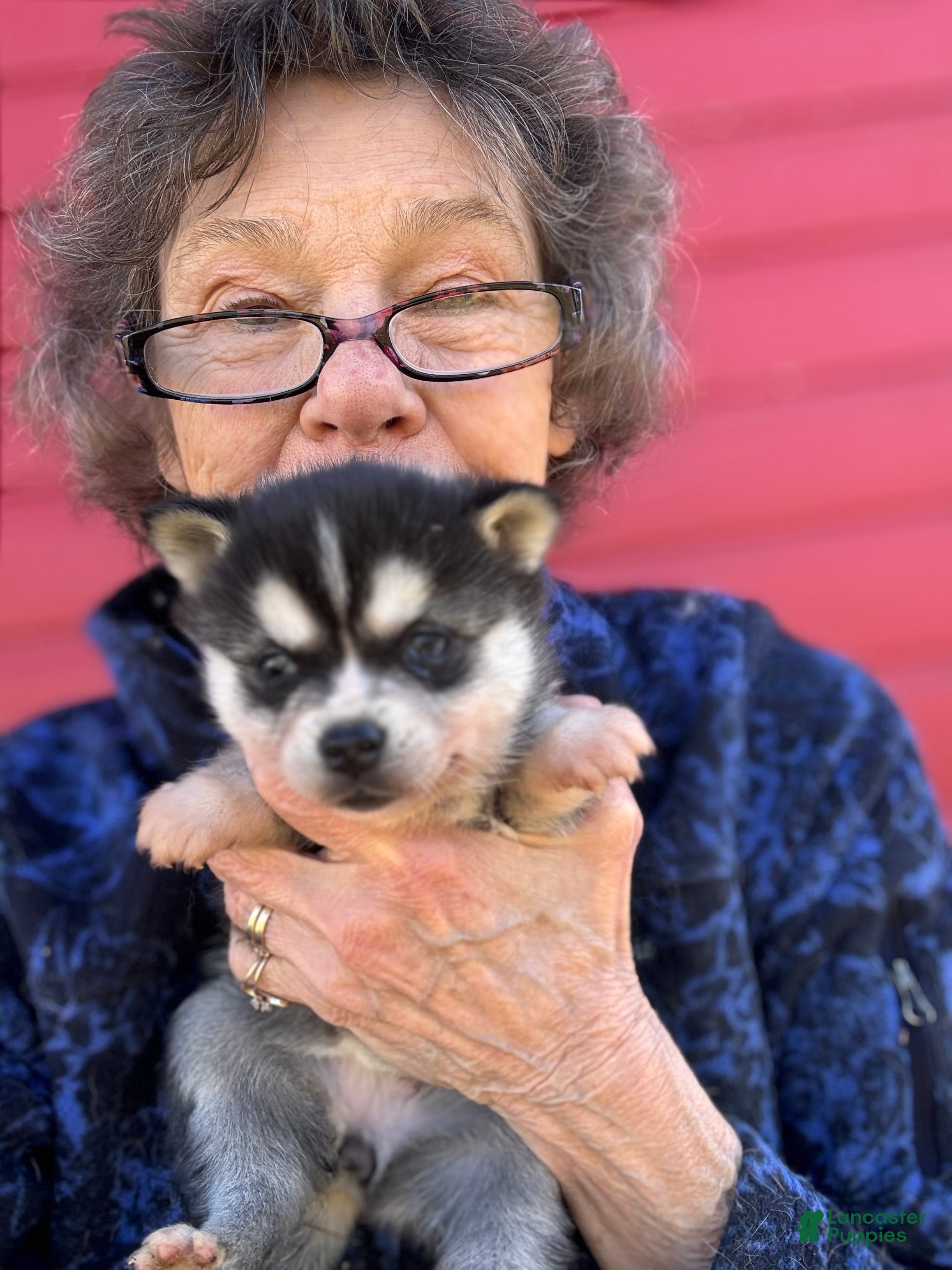 Alaskan Klee Kai dogs Alaskan Klee Kai Puppy 2 - Ad 8