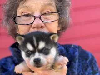 Alaskan Klee Kai dogs Alaskan Klee Kai Puppy 2 - Ad 8