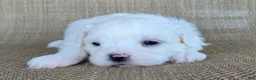 Teddy Bear dogs for sale: Pearl - Ad 3