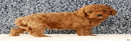 Cavapoo dogs for sale: Carson - Ad 6