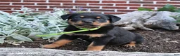 Rottweiler dogs for sale: Bliss - Ad 4