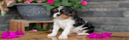 Cavalier King Charles Spaniel dogs for sale: Luna - Ad 7