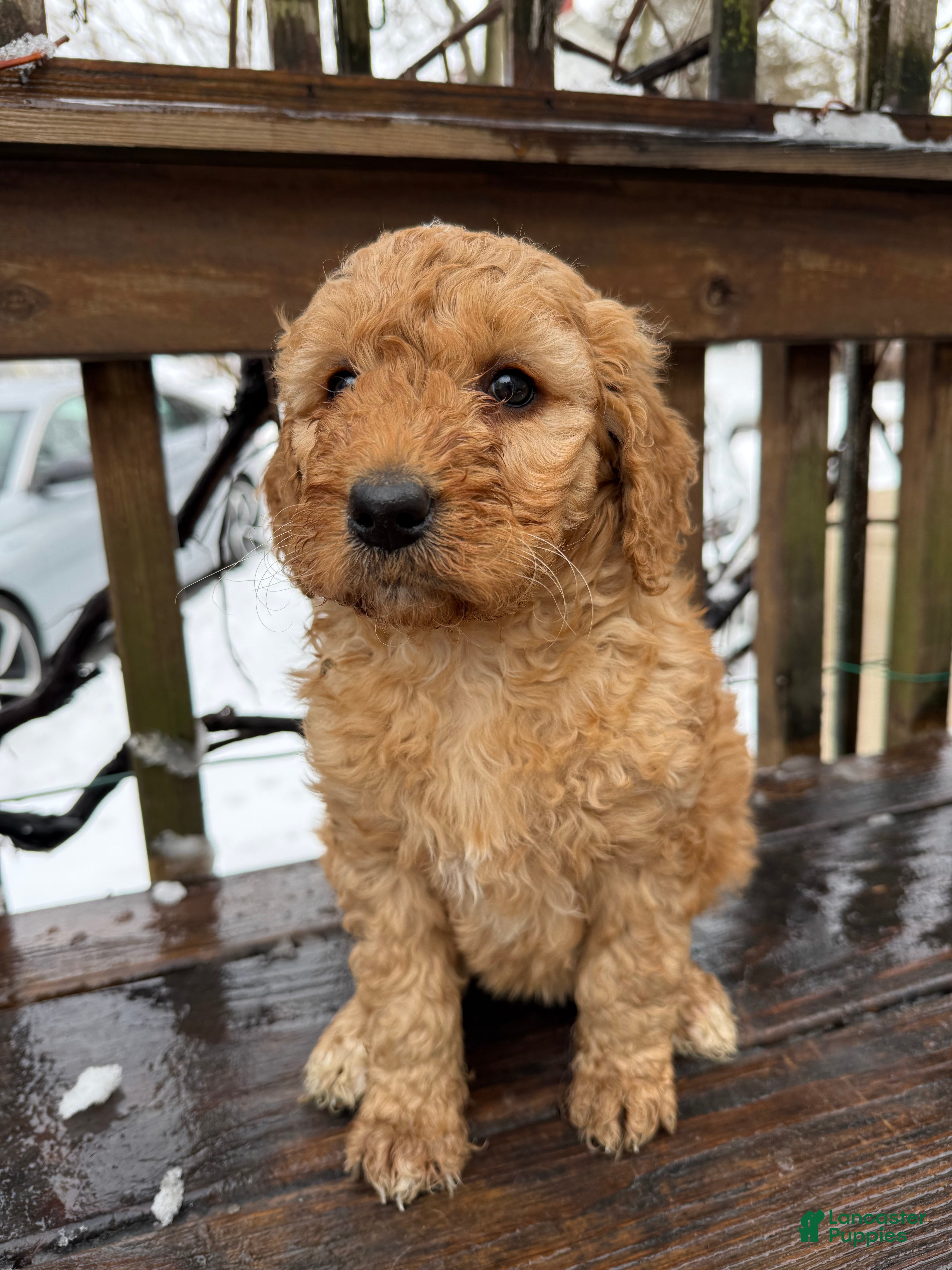 Goldendoodle dogs Caramel  - Ad 2