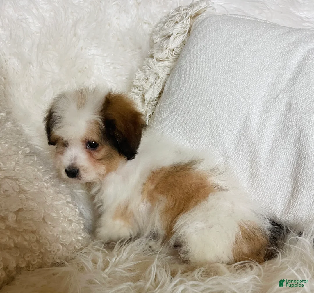 Mixed Breed dogs for sale: Chanel-SPRING BREAK SALE - Ad 4