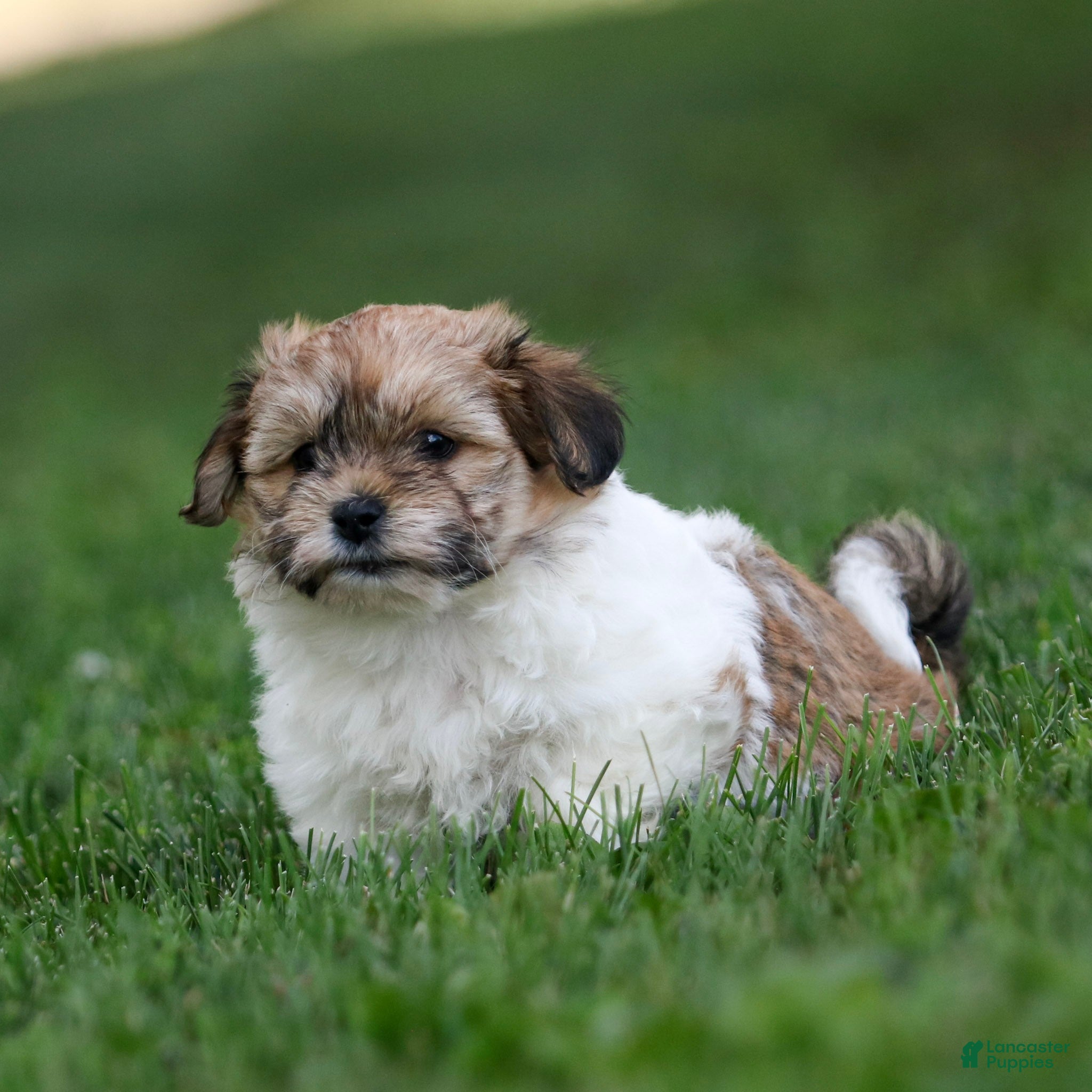 Teddy Bear dogs Cindy Teddy Bear  - Ad 2